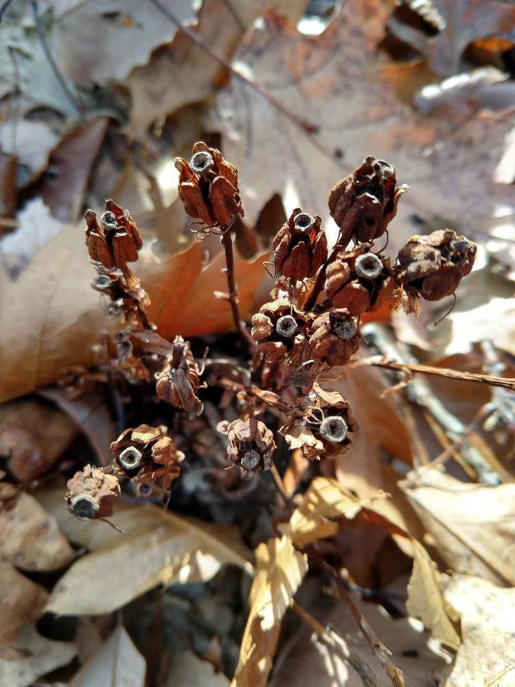 Dried Indian pipe