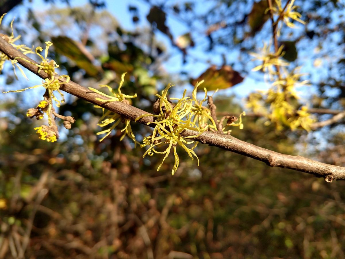 Witch hazel bloom