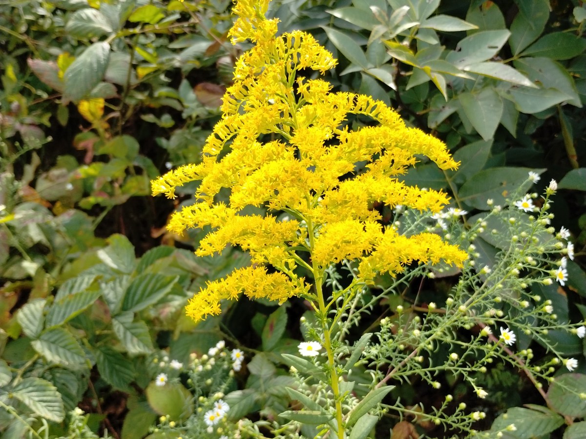 Golden fall days of West Virginia&nbsp;wildflowers
